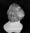 Large Enrolled Drotops Trilobite On Pedastal of Rock #18572-4